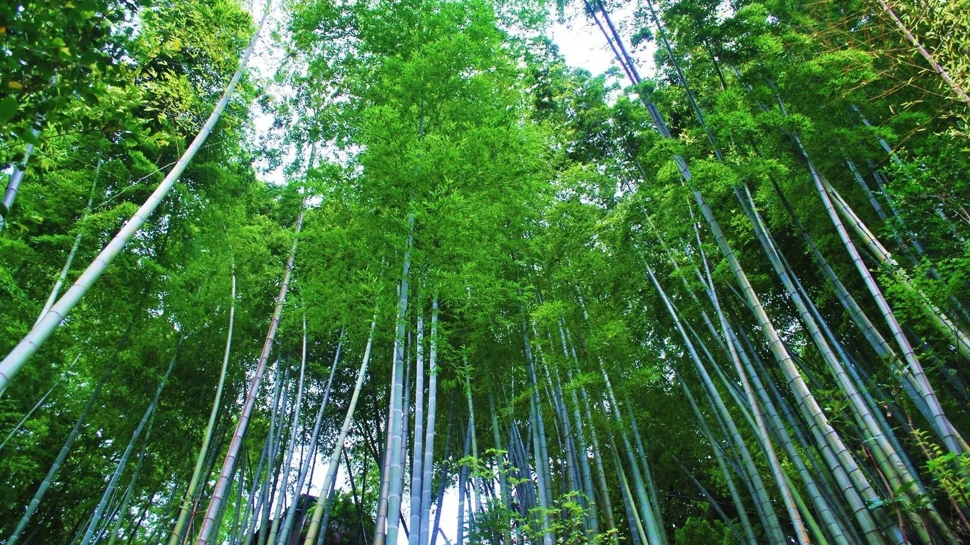 Hotel Shiunso Hakone Ryokan (tradycyjny japoński pensjonat lub zajazd)