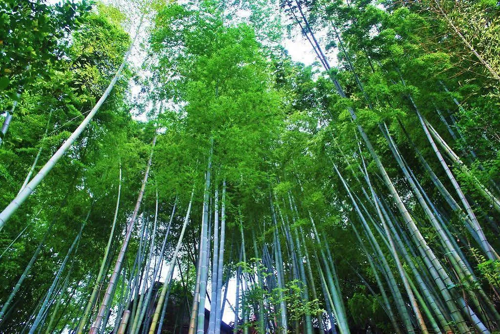 Hotel Shiunso Hakone Giappone